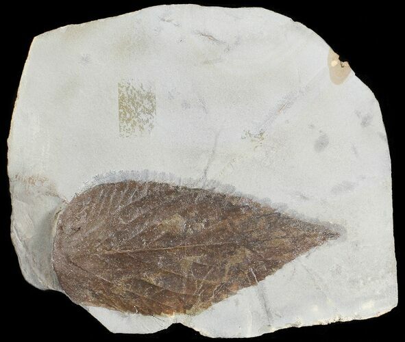 Detailed Fossil Hackberry Leaf - Montana #71498